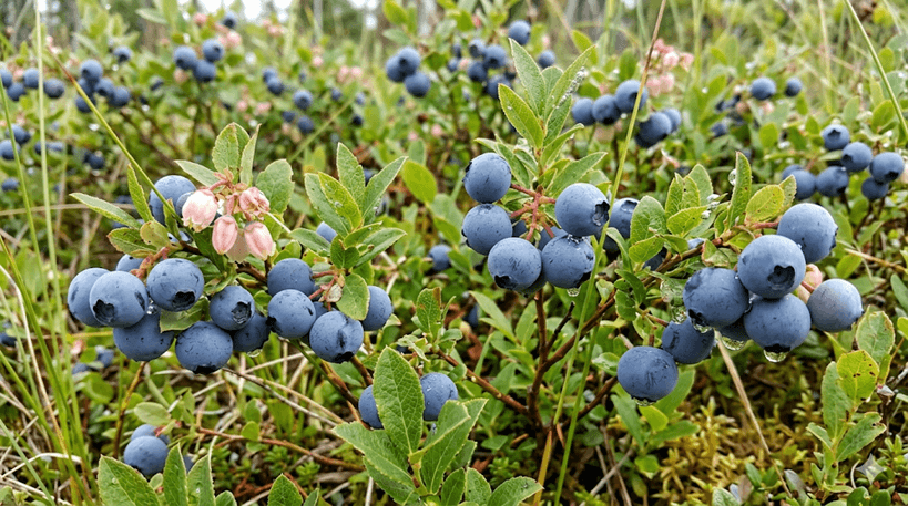 Wild Lowbush Blueberry